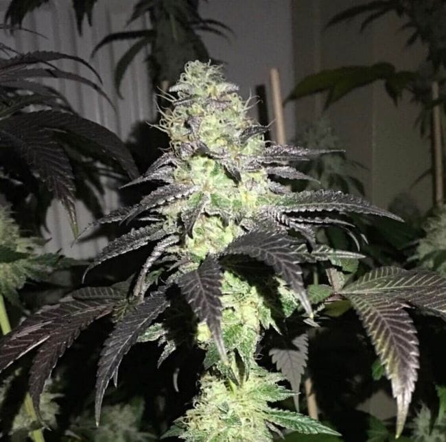 Do Z Dos Feminised Seeds - 5-PF-015-F5