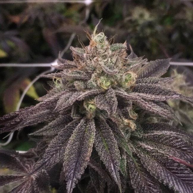 StarCake Feminised Seeds - 5-PF-016-F5