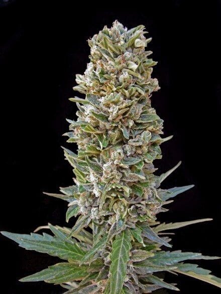 Automatik Mix Auto Feminised Seeds - 10-ADV-AMIX-AUTO-FEM-10