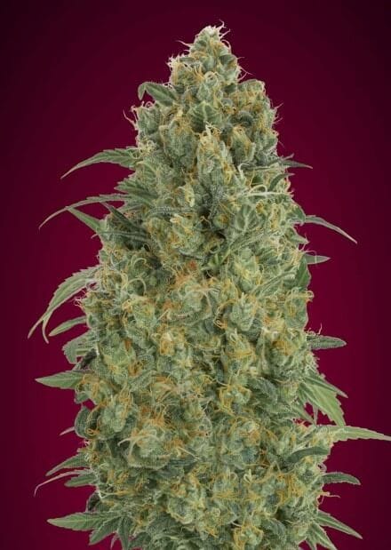 Collection #5 Auto Feminised Seeds - 6-ADV-COLL5-AUTO-FEM-6