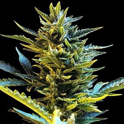 Bride Cake Auto Feminised Seeds - 5-G13L-BRCAKE-AUTO-FEM-5