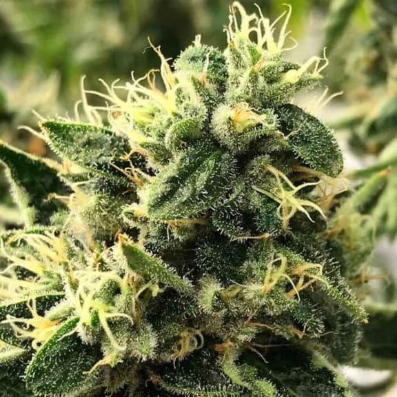 Scavenger's Daughter Regular Seeds - 12-RD-054