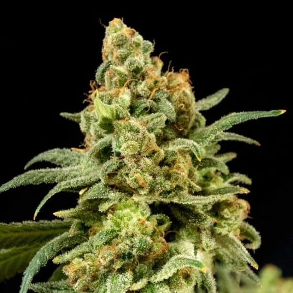Peaches 'n' Cheese Feminised Seeds - 6-HOGG-PEACH-FEM-6
