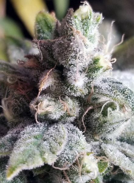 Tangie Cookies Regular Seeds - 12-BCBD-TANCOOK-REG-12