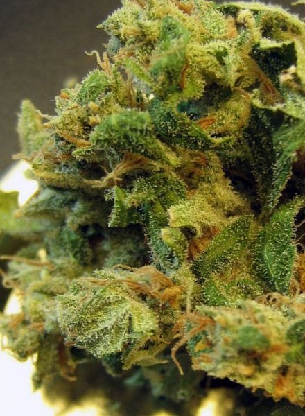 Burmese Regular Seeds - 12-BCBD-BURM-REG-12