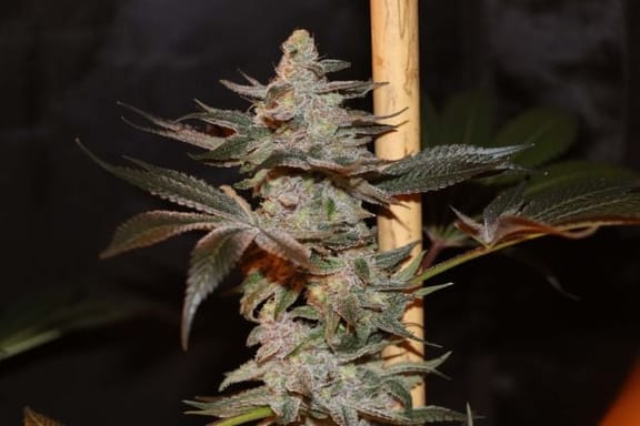 Citron Snacks Regular Seeds - 5-TGA-CITSN-REG-5