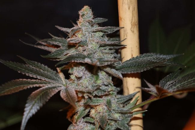 Citron Snacks Regular Seeds - 5-TGA-CITSN-REG-5