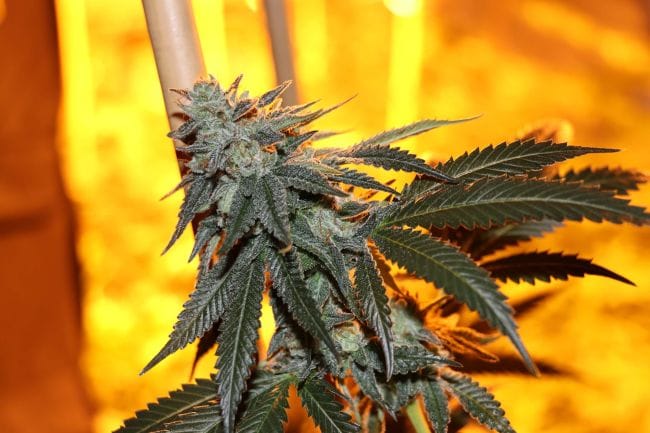 Citron Snacks Regular Seeds - 5-TGA-CITSN-REG-5