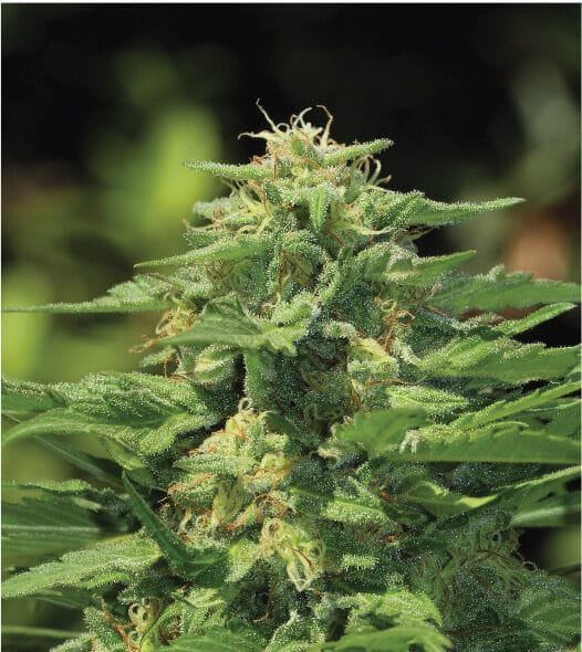 Dream Queen Regular Seeds - 10-HUMB-DQ-10-R