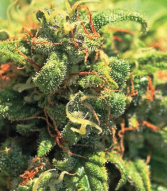 Pineapple Upside Down Cake Regular Seeds - 10-HUMB-PUDC-10-R