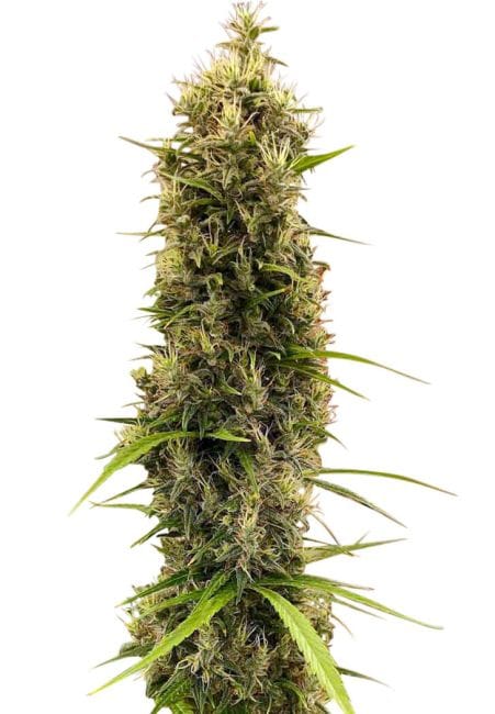 Golden Tiger Thai Dominant 3rd Version Feminised Seeds (Limited Edition) - 5-ACEGTTD3FEM5