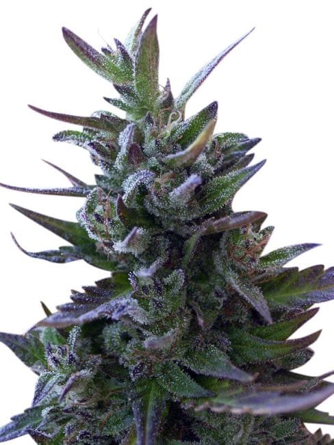 Nepal Mist Regular Seeds (Limited Edition) - 10-ACENEPMREG10