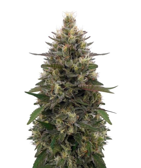 Pakistani Skunk Feminised Seeds (Limited Edition) - 5-ACEPSKFEM5