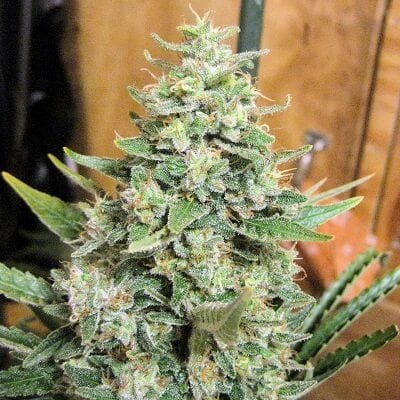 Panama x Malawi Regular Seeds (Limited Edition) - 10-ACEPANMREG10