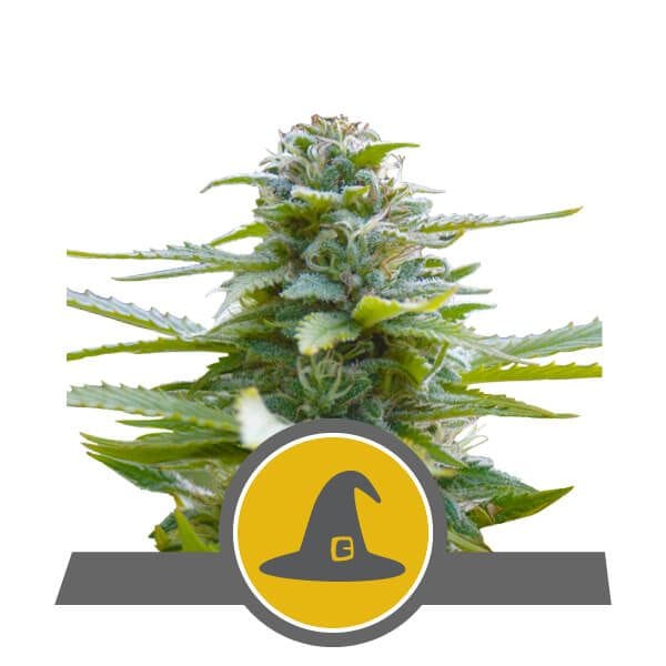 Exotic Witch редовен семена - 10-RQS-EW-REG-10