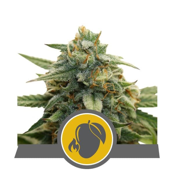 Mango Crunch редовен семена - 10-RQS-MC-REG-10
