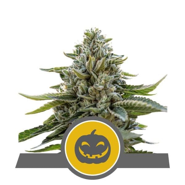 Pumpkin Kush редовен семена - 10-RQS-PK-REG-10