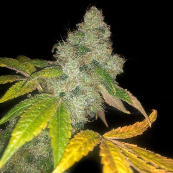 Wedding Cake Auto Feminised Seeds - 5-PF-018-A-F5