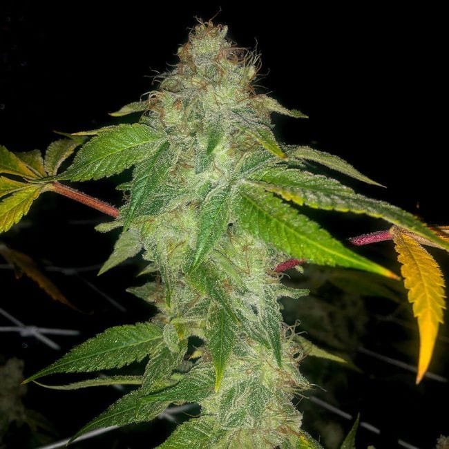 Wedding Cake Auto Feminised Seeds - 5-PF-018-A-F5