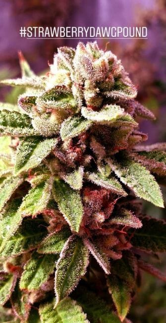 Strawberry Dawg Pound Feminised Seeds - 6-HS-055F-6