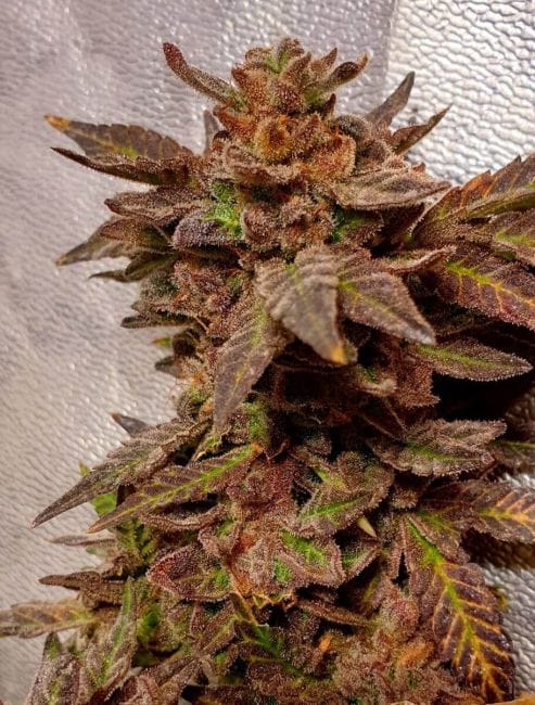 Strawberry Dawg Pound Feminised Seeds - 6-HS-055F-6