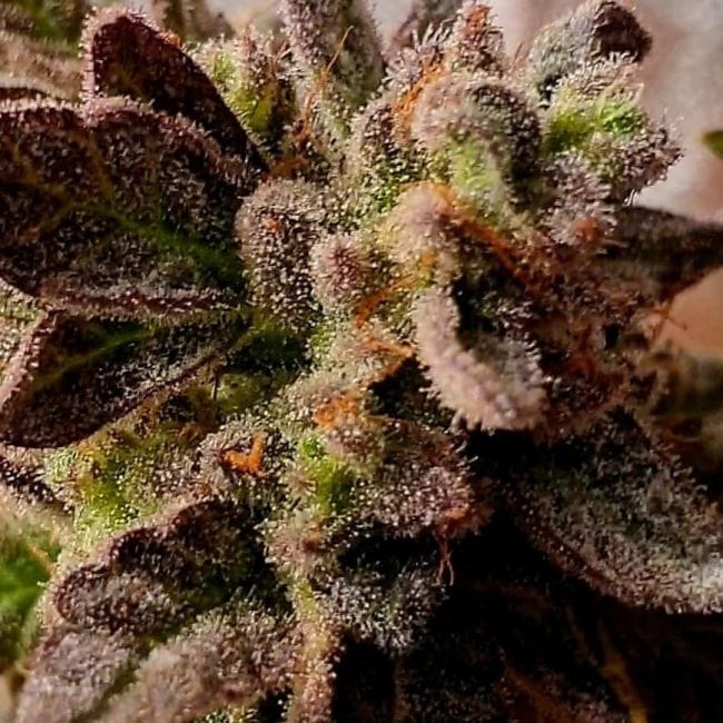 Strawberry Dawg Pound Feminised Seeds - 6-HS-055F-6