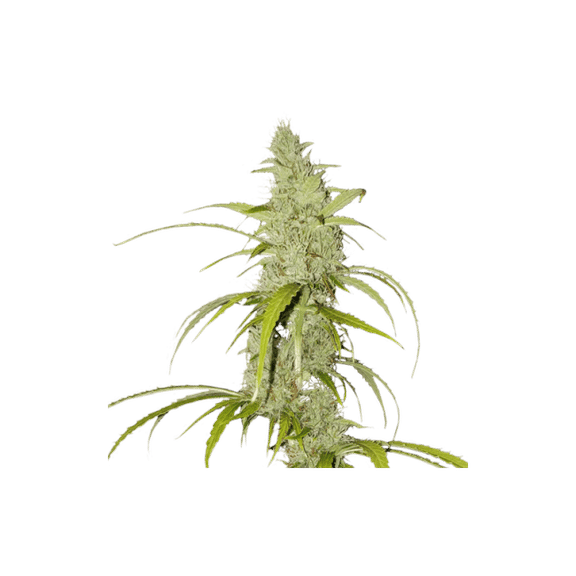 Creeper Auto Feminised Seeds - 8-SSSC-CREEP-AUTO-FEM-8