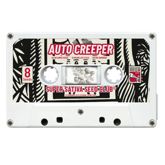 Creeper Auto Feminised Seeds - 8-SSSC-CREEP-AUTO-FEM-8