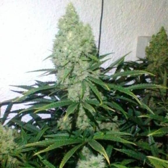 Zupreme Feminised Seeds - 6-PLUG-ZUP-FEM-6