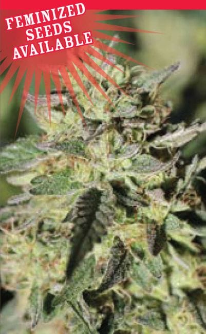 Early Girl OG Hybrid Femminizzati Semi - 10-HUMB-EGOG-10-F