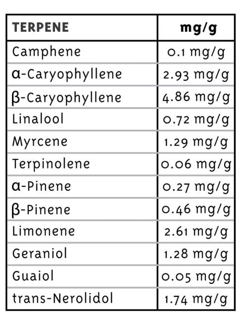 Early Girl OG Hybrid Feminised Seeds - 10-HUMB-EGOG-10-F
