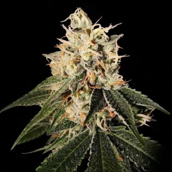 Sour Juice Regular Seeds (Crockett Family Farms) - 12-DNA-CFF-SOJU-REG-12