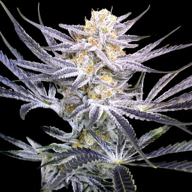 Strawberry Fields Regular Seeds | Buy now from Seedsman