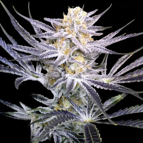 Strawberry Fields Regular Seeds (Crockett Family Farms) - 12-DNA-CFF-STRFD-REG-12
