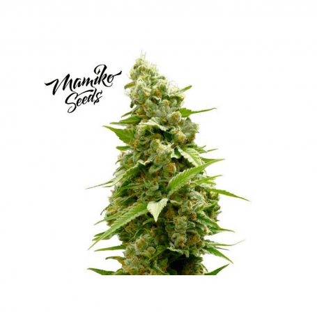 Master Cookies Feminised Seeds - 6-MAM-MC-FEM-6