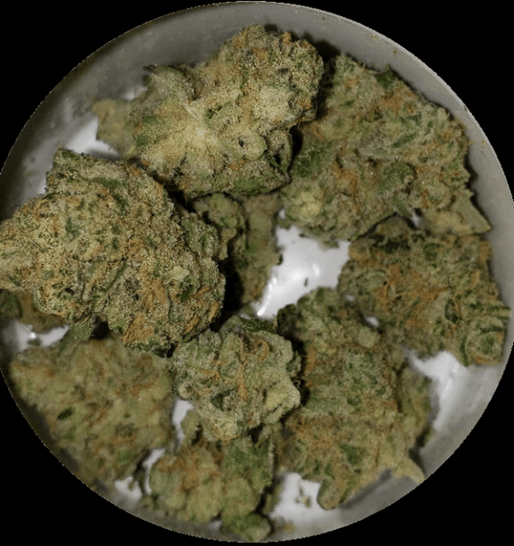 Blue Sunshine Regular Seeds - 11-BODH-BLUSUN-REG-11