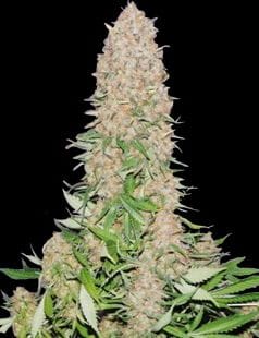 Cherry Queen Regular Seeds - 11-BODH-CHQU-REG-11
