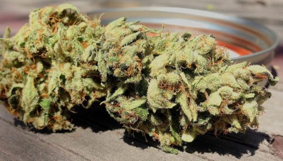 Dragons Blood Hashplant Regular Seeds - 11-BODH-DBHP-REG-11