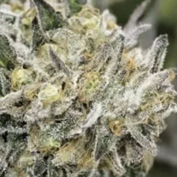 Eternal Sunshine Regular Seeds - 11-BODH-ETSUN-REG-11