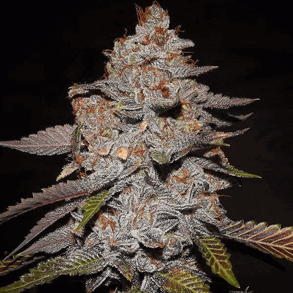 Phone Home Regular Seeds - 11-BODH-PHONE-REG-11