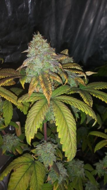 Soul Food Regular Seeds - 11-BODH-SFOOD-REG-11