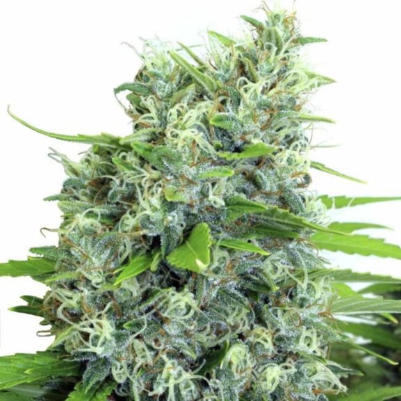 Kali Bubba Regular Seeds - 11-SRSKBUB-REG