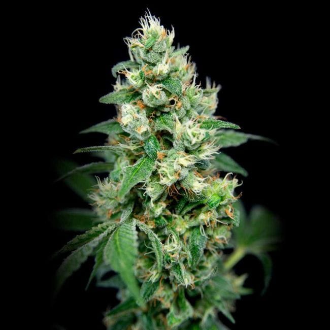 Grapefruit Barb Feminised Seeds - 6-HOGG-GRFRBARB-FEM-6