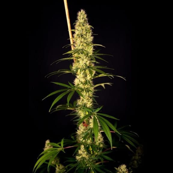 Island Sweet Barb Feminised Seeds - 6-HOGG-ISWBARB-FEM-6