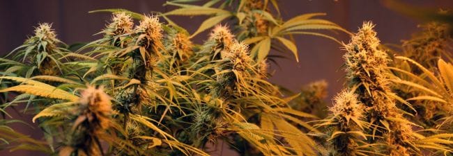 Holy Grail Regular Seeds - 18-MRNHG