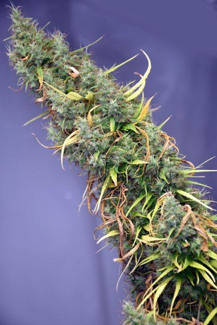 Holy Grail Regular Seeds - 18-MRNHG