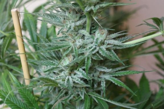 Widow AC (WACO) Regular Seeds - 18-MRNWACO