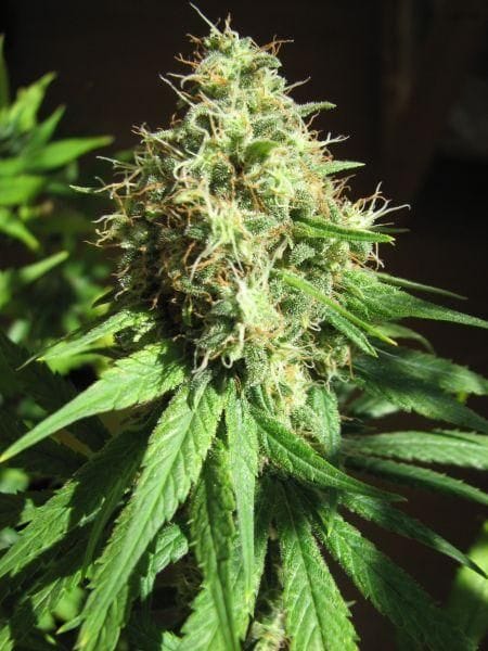 Ghandi CBD Feminised Seeds - 5-MRNGHANDICBD