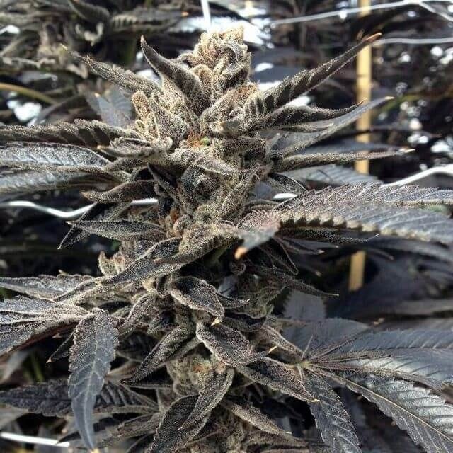 Star Killer Feminised Seeds - 6-RD-028-F6