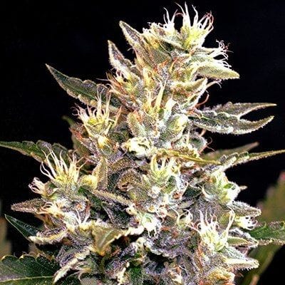 Sunset Vibes Auto Feminised Seeds - 5-G13L-SUNV-AUTO-FEM-5
